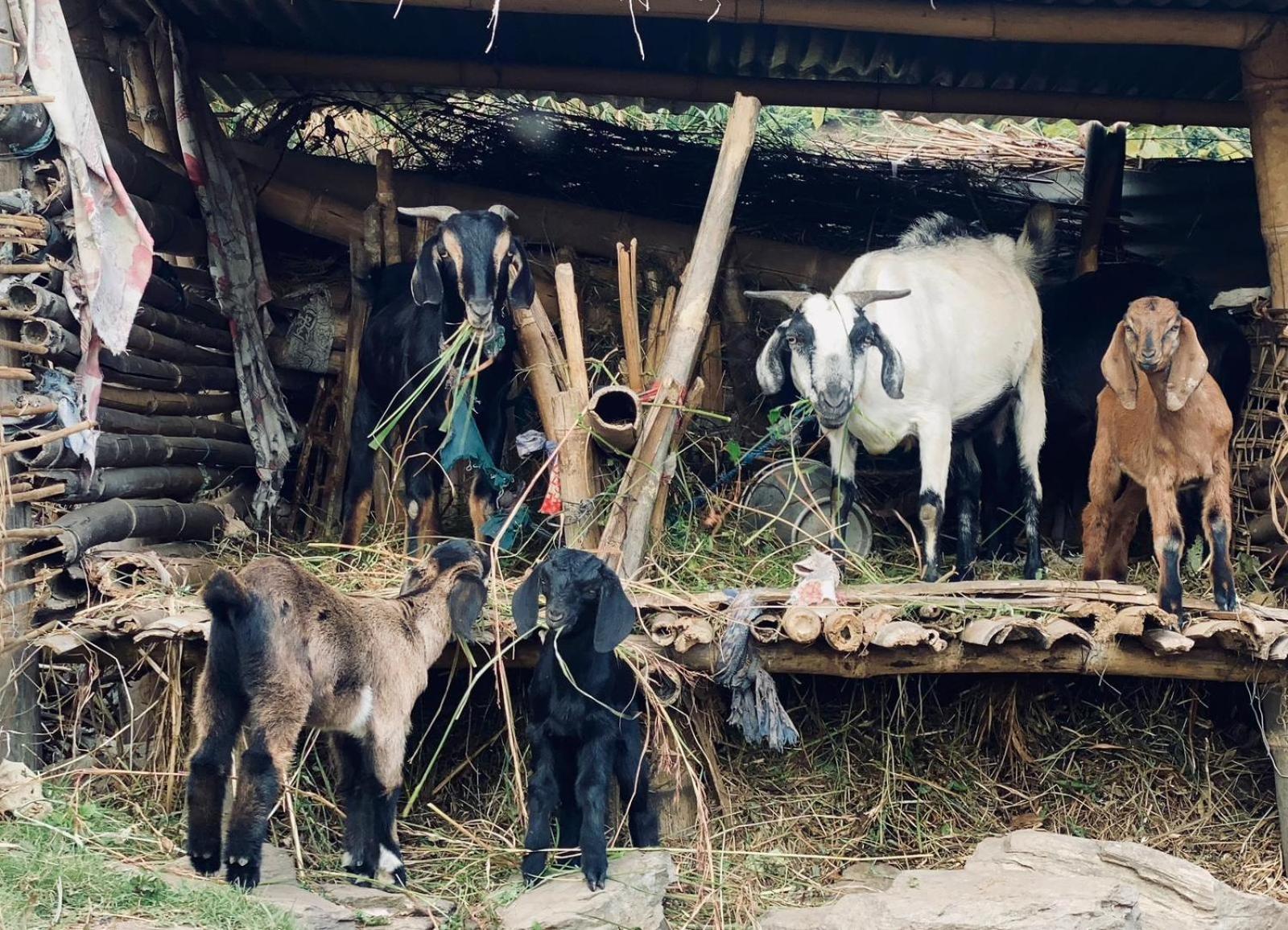 Hom'S Homestay & Farmstay Sarangkot Pokhara Extérieur photo